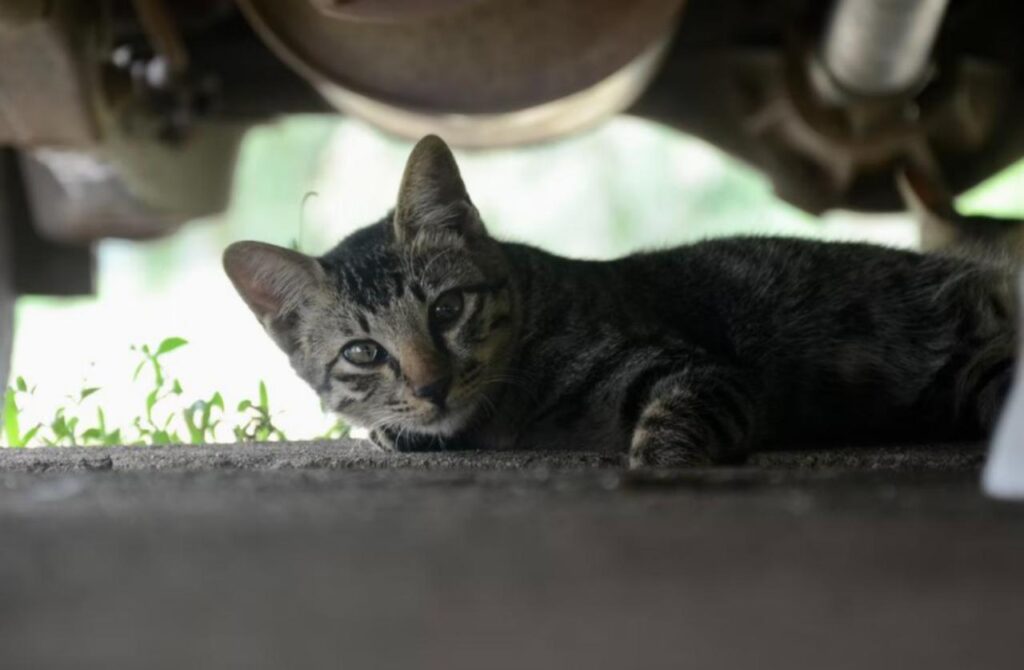 gatto sotto l'auto