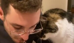 Il gattino cerca di convincere il suo padrone a dargli un pezzo di quello che sta mangiando (VIDEO)