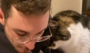 Il gattino cerca di convincere il suo padrone a dargli un pezzo di quello che sta mangiando (VIDEO)