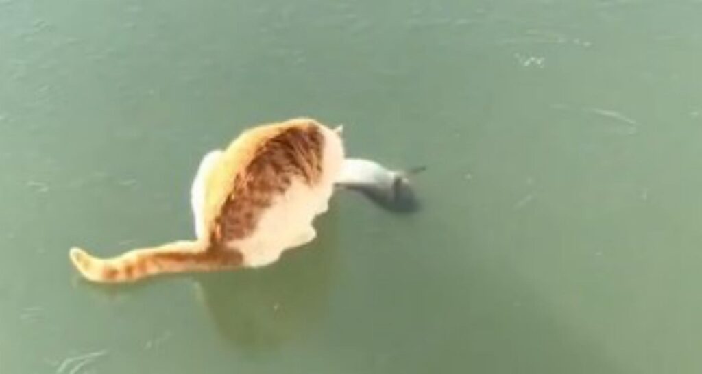 gatto su lago ghiacciato