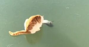 Il gattino cerca di catturare il pesce nel lago, ma è bloccato nel ghiaccio (VIDEO)