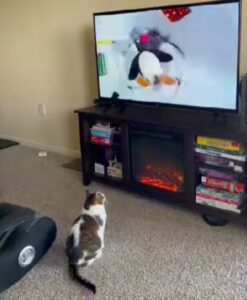 gatto che guarda la tv