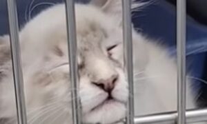 Un gattone stressato riesce a trovare la gioia di vivere grazie all’amore incondizionato (VIDEO)