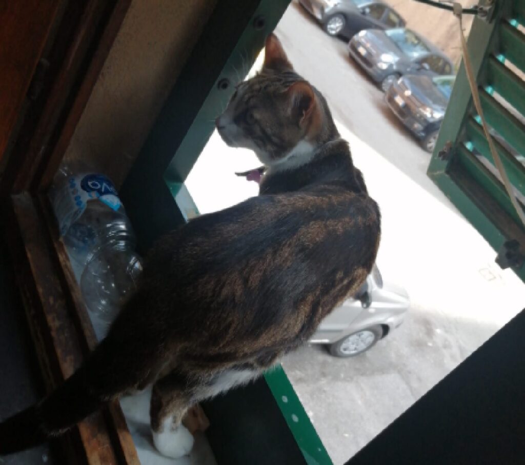 gatto in prossimità di finestra 
