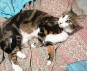 Genova, è bastato un momento al piccolo Kurochan per smarrirsi, questo gatto europeo è svanito nel nulla