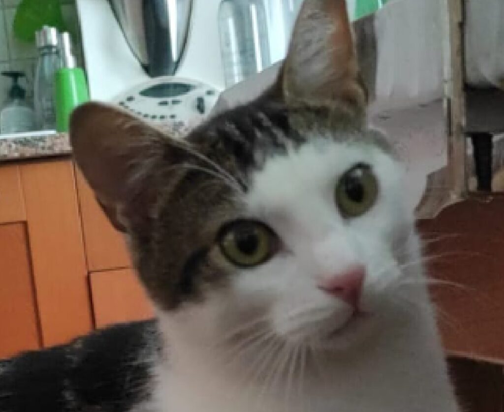 gatto primo piano sulla faccia 