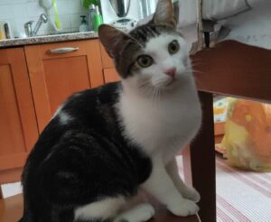 Genova, ricompensa per chiunque ritrovi il piccolo Sherlock, questo gatto risulta smarrito da giorni