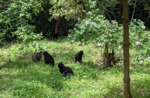 La storia di Giovanna e del suo giardino magico dei gatti