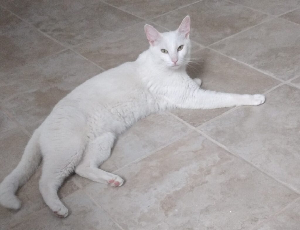 gatto bianco nome steve 