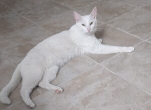 risulta smarrito gatto bianco europeo