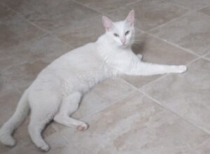 Giussano, da diverse ore risulta smarrito un gatto di 3 anni che risponde al nome di Steve, si continua a cercare