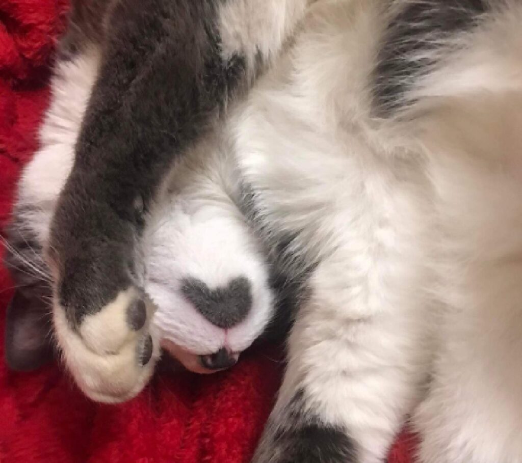 gatto macchia sotto mento