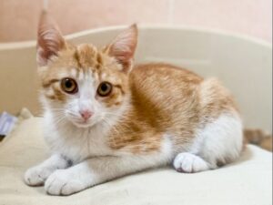 Lucetta, la bellissima gattina arancione è alla ricerca di un’adozione del cuore