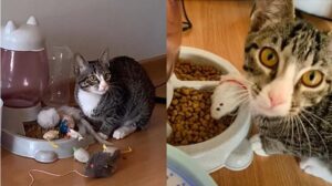 Gatta ama i suoi amici topi (VIDEO)