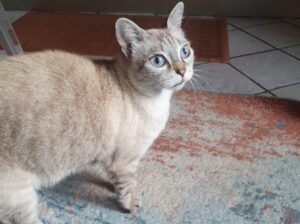 Milano, una Siamese bianca di nome Cherie è scomparsa, la famiglia lancia l’allarme per ritrovare la gatta