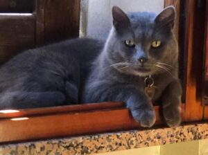 Monserrato, proseguono le ricerche a seguito dello smarrimento di Niki, un gatto simil Certosino