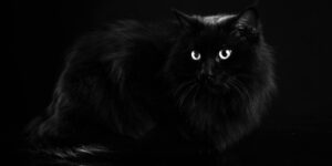 Omar, il gatto nero impegnato con la beneficenza