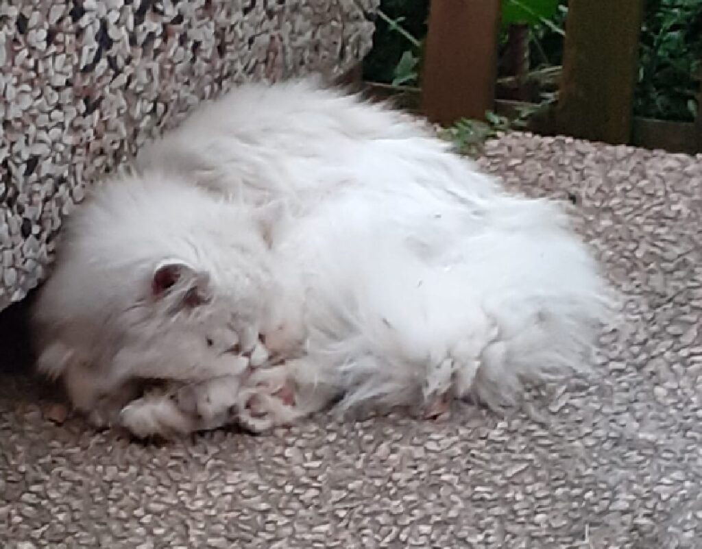 gatto appoggiato su vaso 