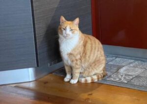 Palleusieux, si cerca una gatta buona ma diffidente, risponde al nome di Trilly ed ha 4 anni