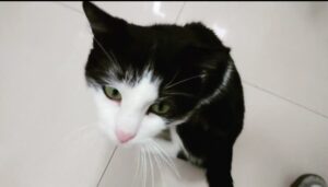 Prince, il gatto randagio rimasto vivo per miracolo: una storia straziante (VIDEO)