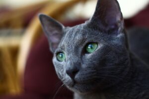 5 prodotti di bellezza perfetti per un gatto Blu di Russia