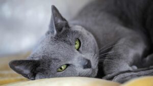 5 prodotti per la cura del gatto Blu di Russia che dovresti proprio avere