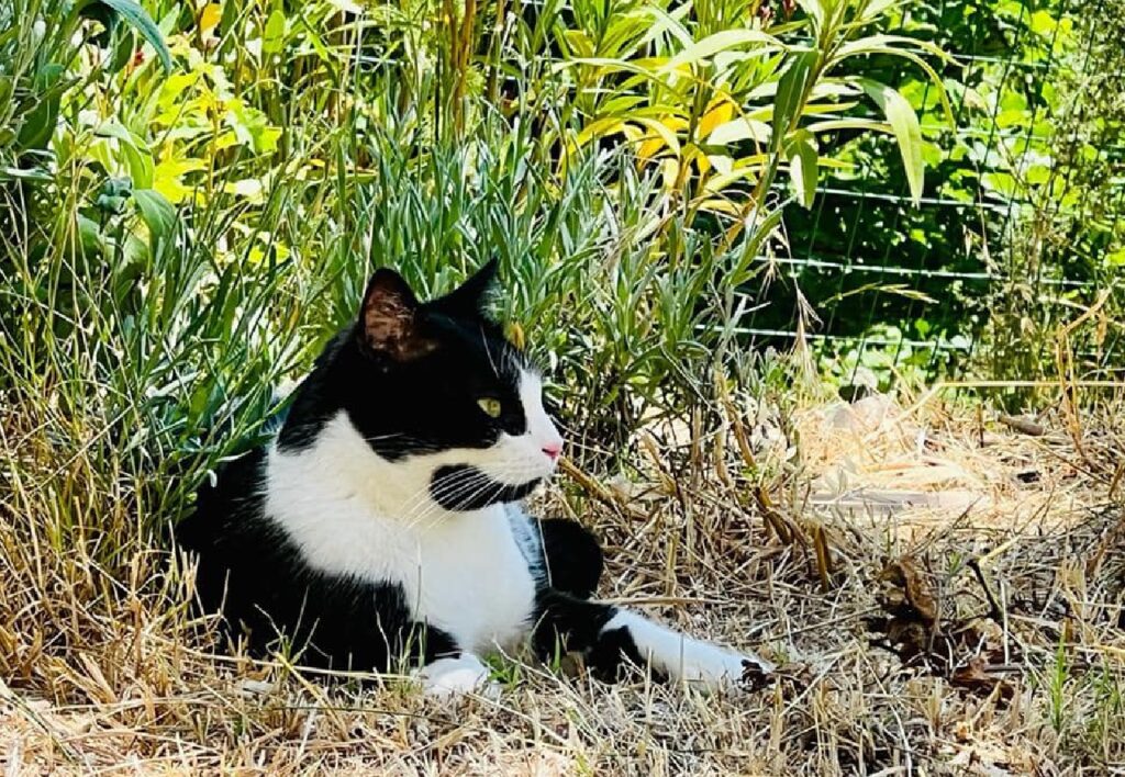 gatto immerso natura 