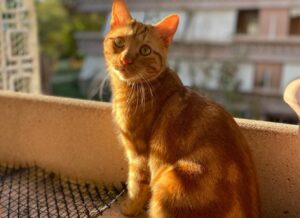 Roma, si chiama Freddie il gatto rosso di due anni scomparso nel nulla, il proprietario continua a cercare