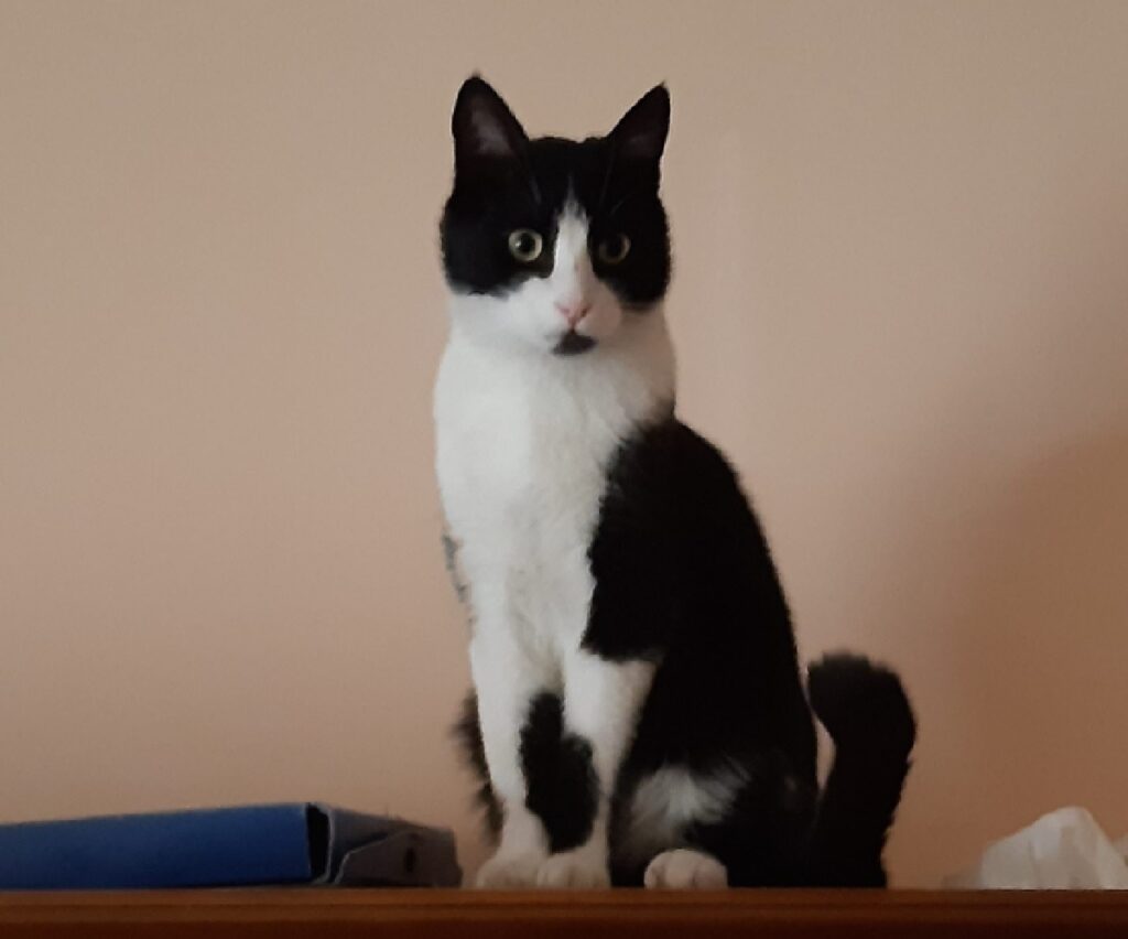 gatto lucky coda ricurva