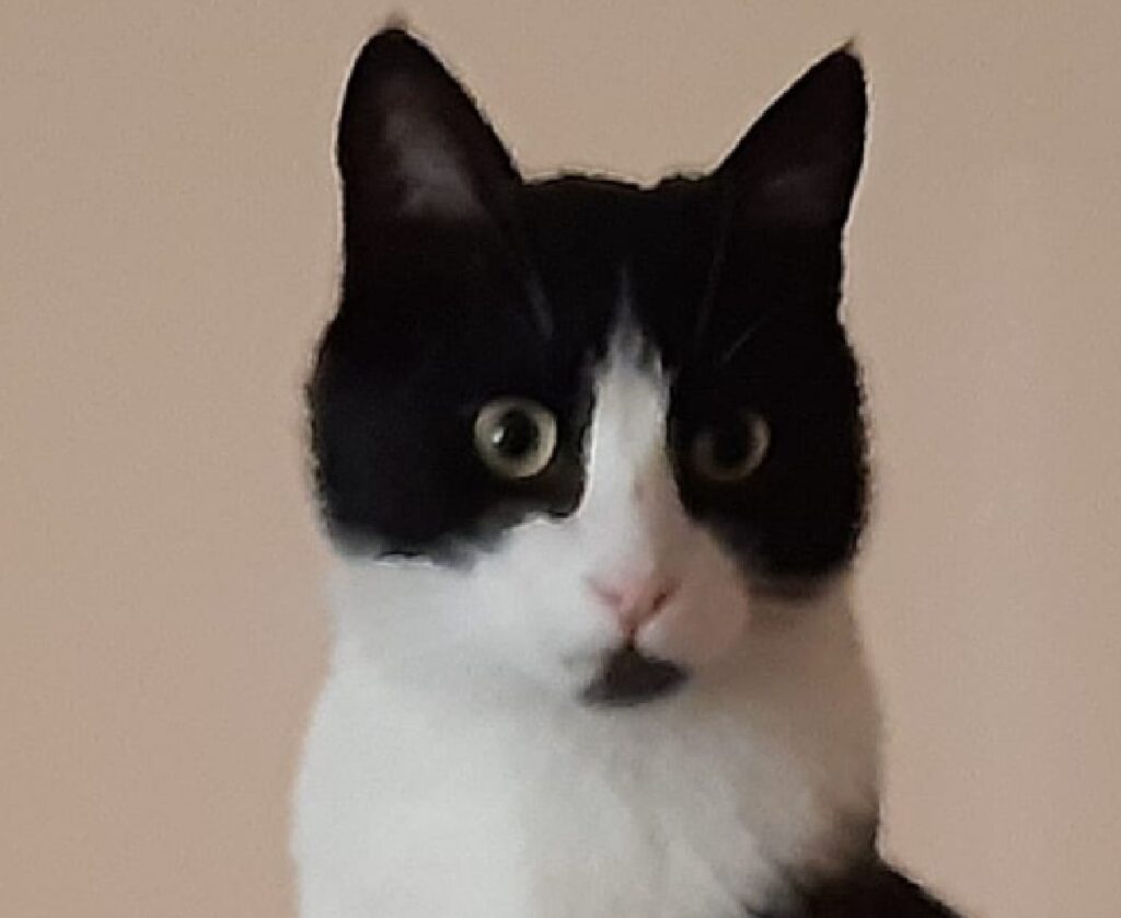 gatto occhi gialli sbiadito