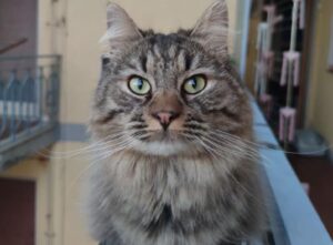 San Giovanni la punta, il gatto Hozie si è perso, le ricerche proseguono da giorni