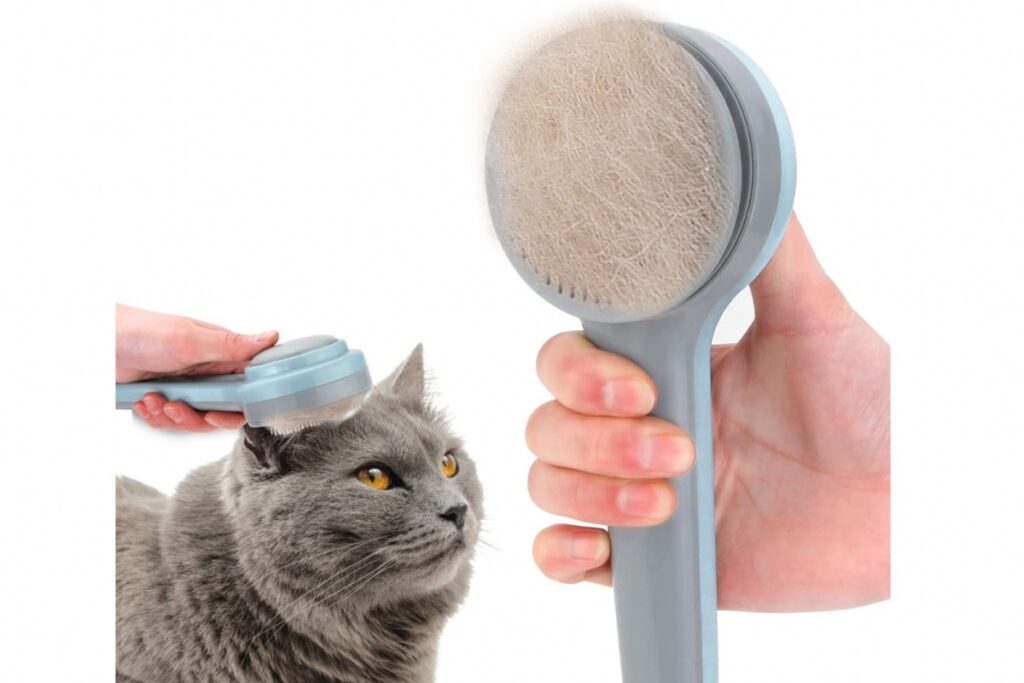 spazzole per gatto abissino