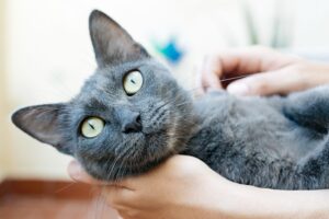 5 spazzole perfette per la toelettatura del gatto Blu di Russia