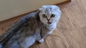 Una splendida mamma gatta è felice di dedicare del tempo al proprio cucciolo (VIDEO)