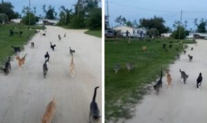 35 gatti inseguono una signora che passeggia con i suoi cani (VIDEO)