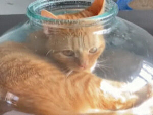 Gatta riesce ad entrare dentro un vaso minuscolo di vetro