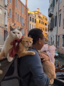 Tre gatti nati in città girano il mondo con i loro proprietari