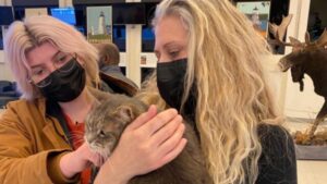 Ashes, il gatto che è tornato a casa 7 anni dopo