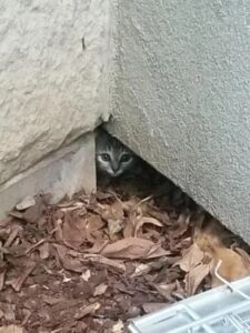 Belkie, la gattina che si nascondeva nel muro