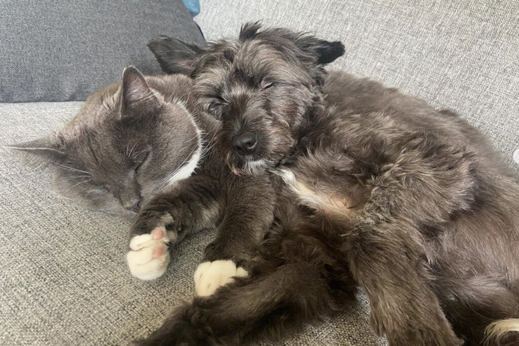 Cane innamorato del suo amico gatto dorme