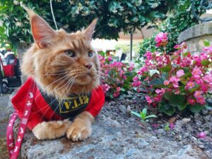 Cesare, il gatto campione del mondo