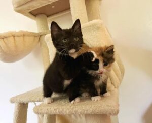 Cici, la gattina minuscola ha trovato un’amica con cui crescere