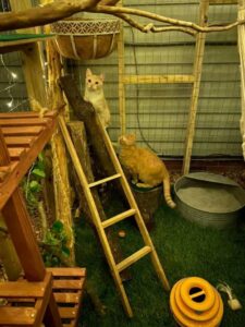 Coppia costruisce una piccola giungla per i gatti