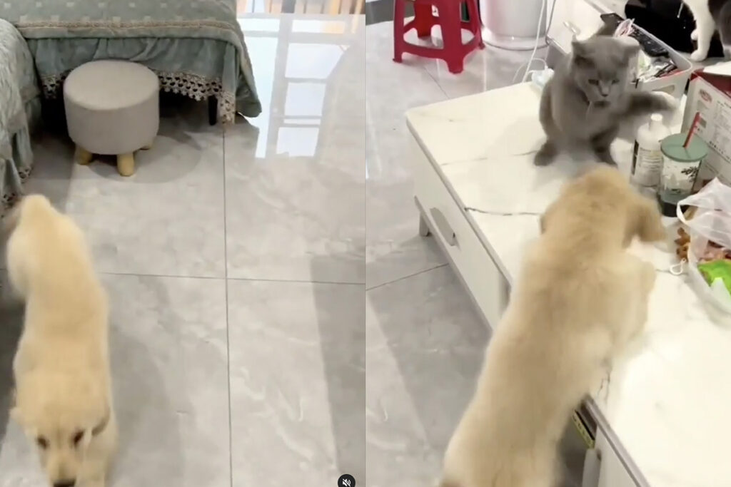 Cucciolo di cane cerca di fare amicizia con gatto Certosino monello