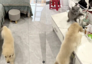 Cucciolo di cane cerca di fare amicizia con gatto Certosino buffo