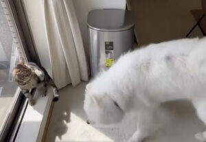 Gatti cacciano cane, la scena divertentissima fra conviventi (VIDEO)