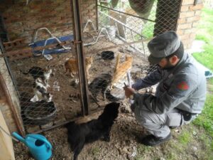 Gatti e cani salvati da un allevamento degli orrori in Valtrebbia