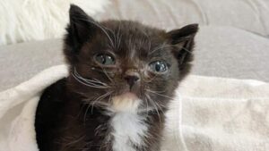 Gattino salvato da un marciapiede: adesso è rinato