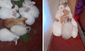 Gattino cresciuto con i conigli ora mangia lattuga (VIDEO)