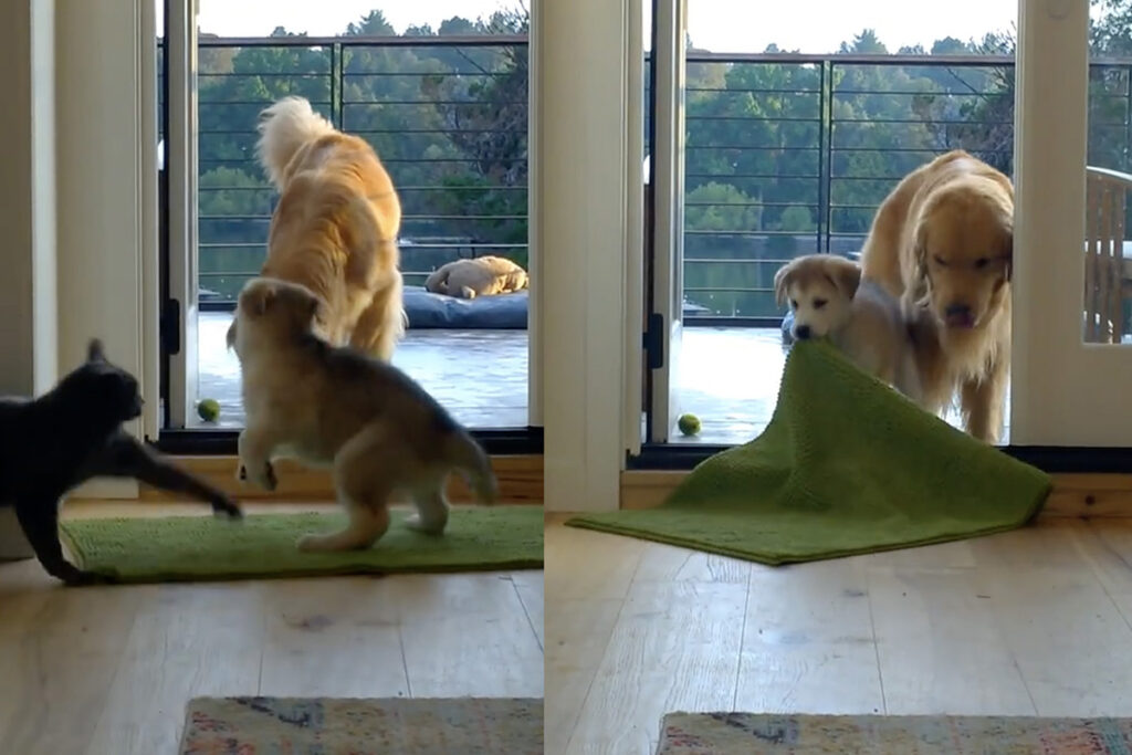 Gatto Certosino difende il territorio da cucciolo di cane monello
